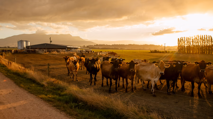 View of cows after milking