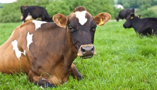 Photo of cows relaxing in green grass