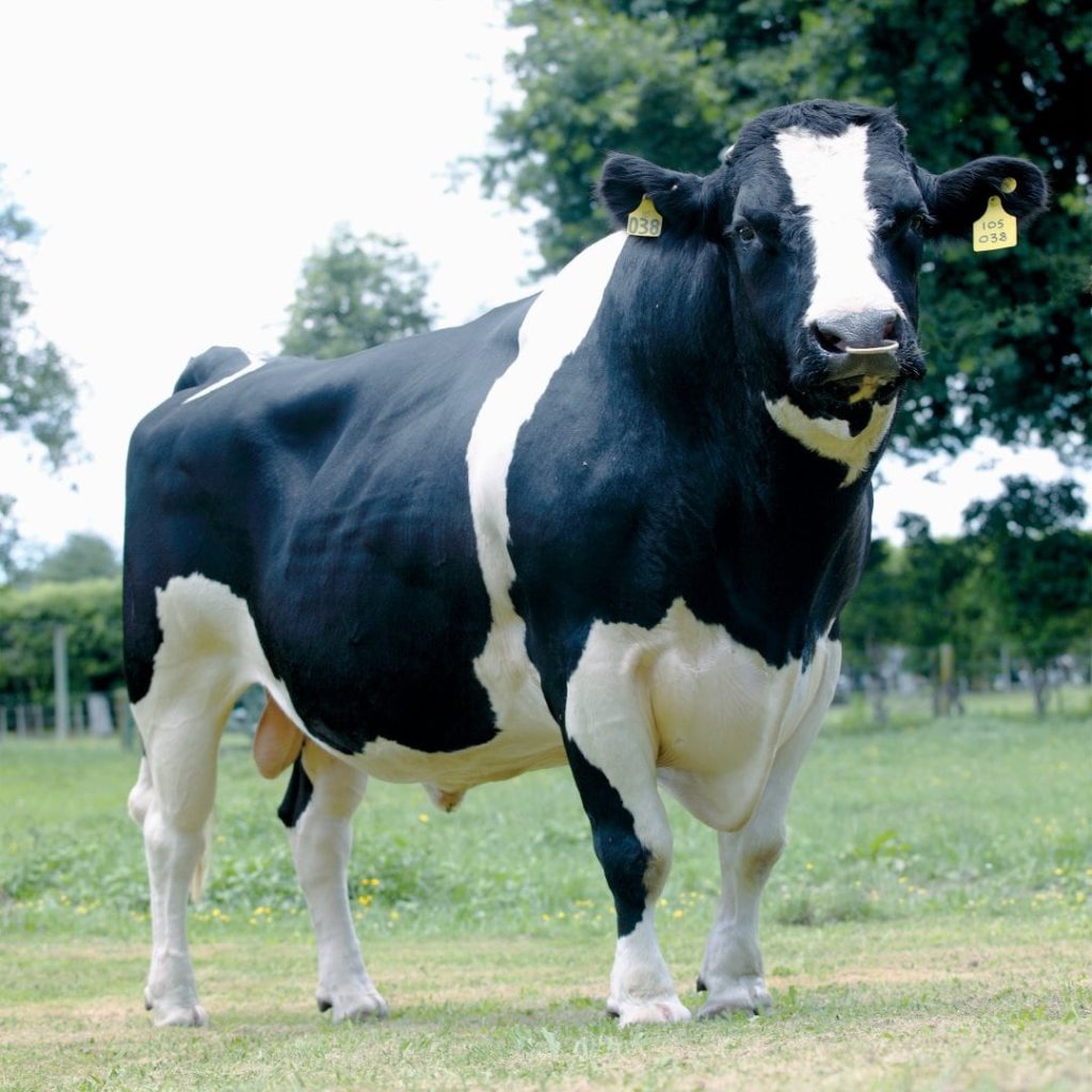 Best Dairy Cow Breeds LIC UK Most Productive Cattle Breeding