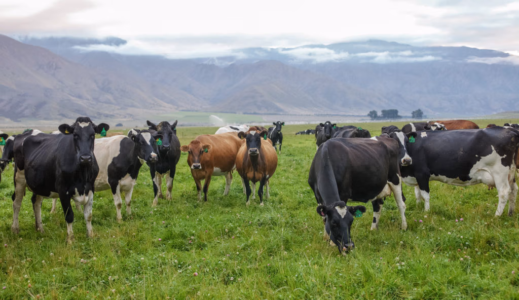 LIC dairy cows grazing