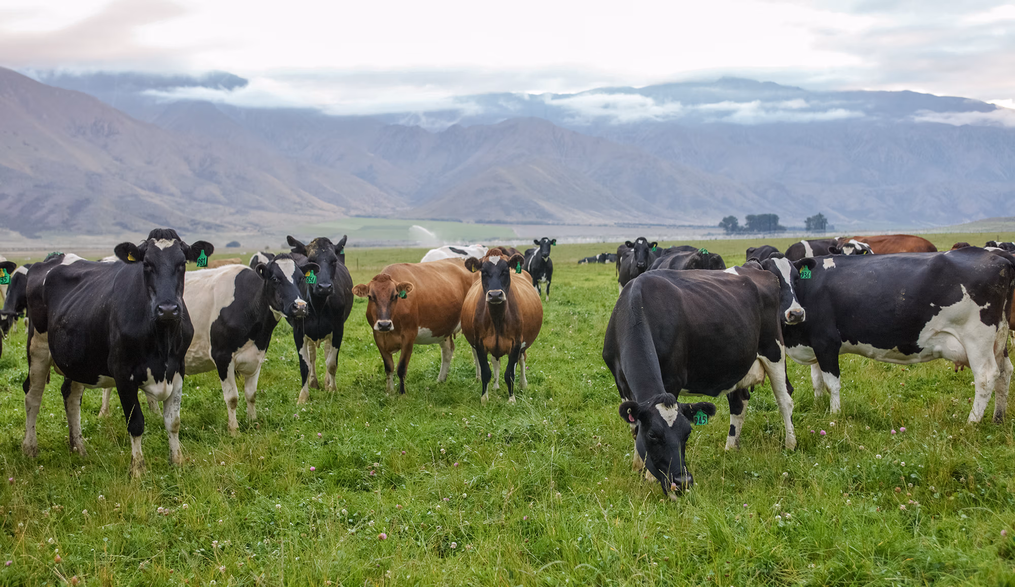 LIC dairy cows grazing