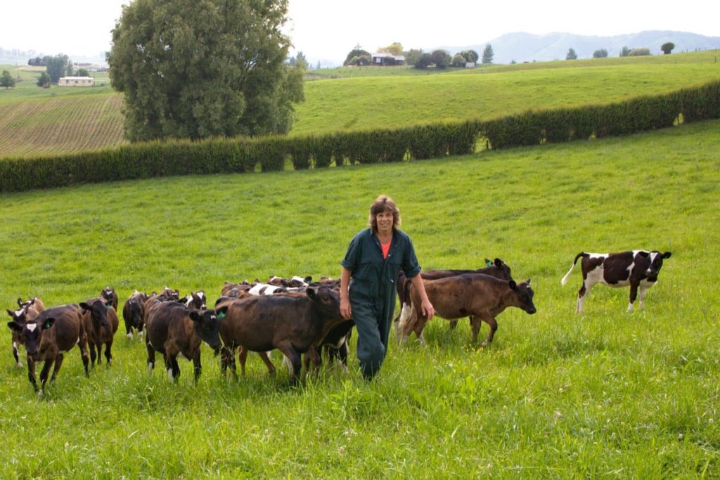 Dairy calves bred from LIC sexed semen breeding programme