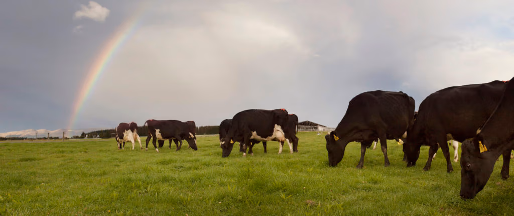 Cattle grazing on a dairy farm supplied by LIC