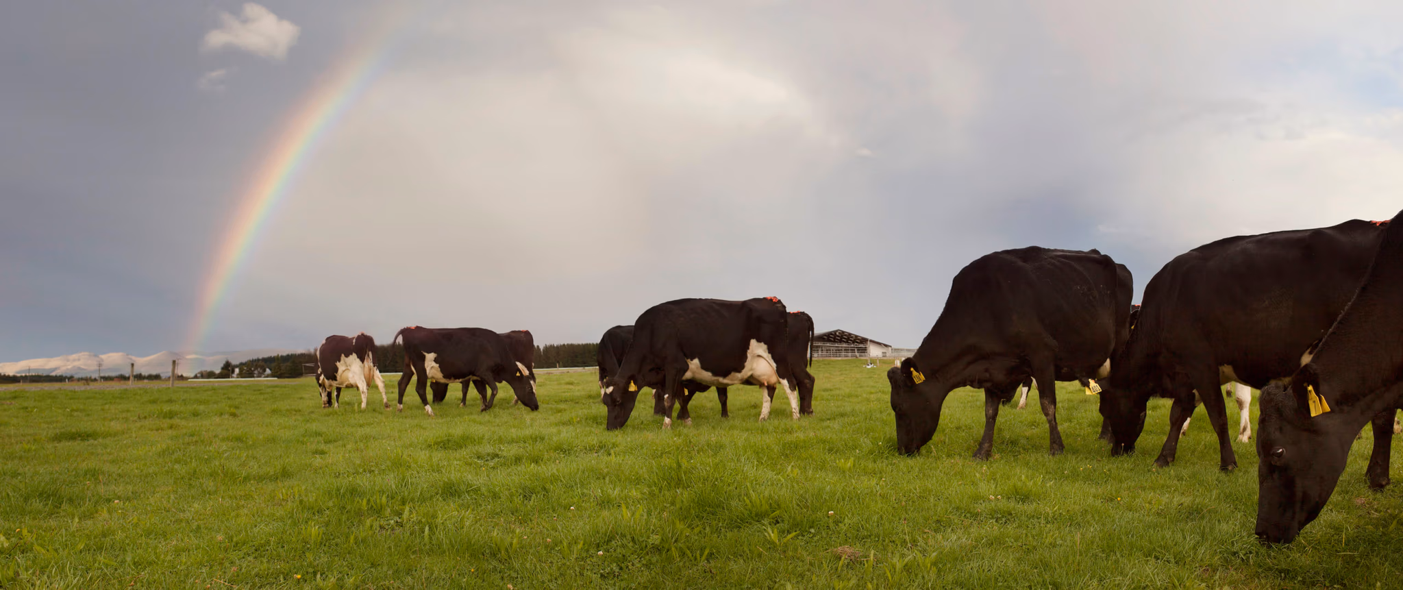 Cattle grazing on a dairy farm supplied by LIC