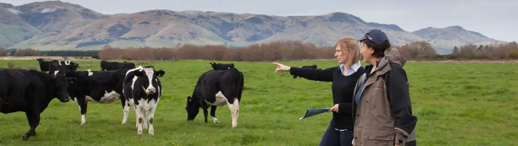 Evaluating dairy cows in New Zealand
