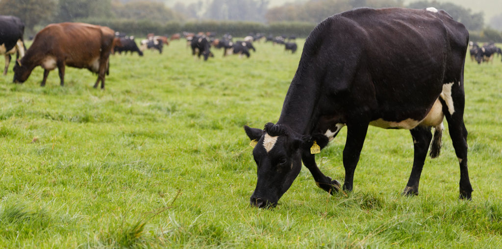 LIC cow grazing in field