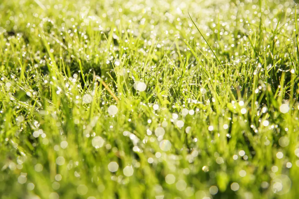 Closeup of grass in field