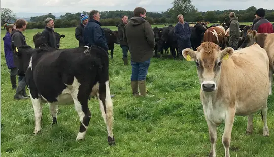 LIC UK cows grazing in field