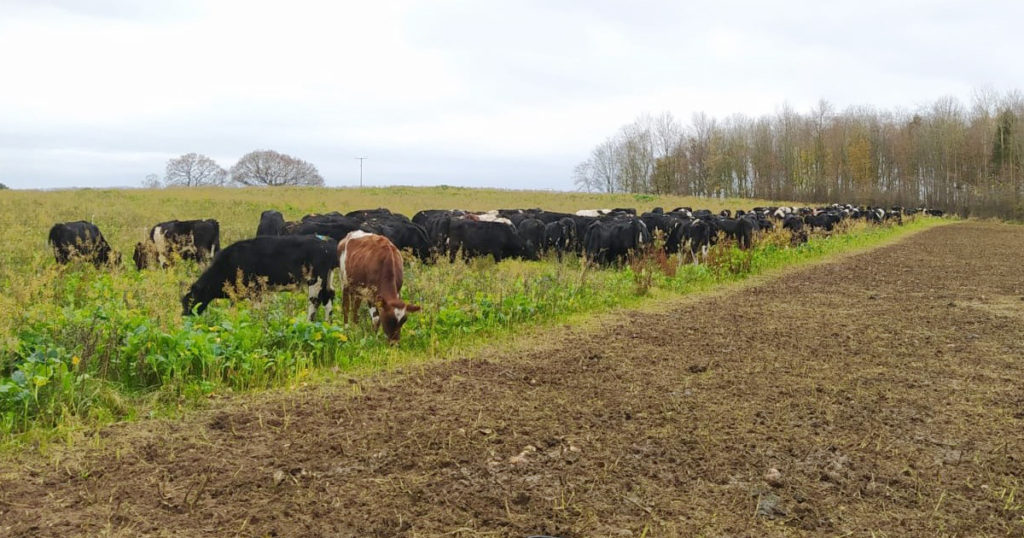 out wintered heifers on kale turnips and mustard