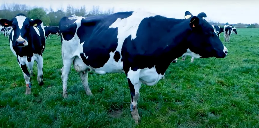 UK Walford monitor farm