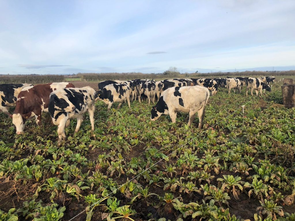 Walford_college_cows_grazing_beet