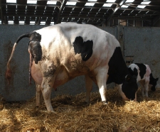 Calved_cow_and_calf