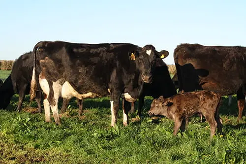 LIC dairy cow with calf