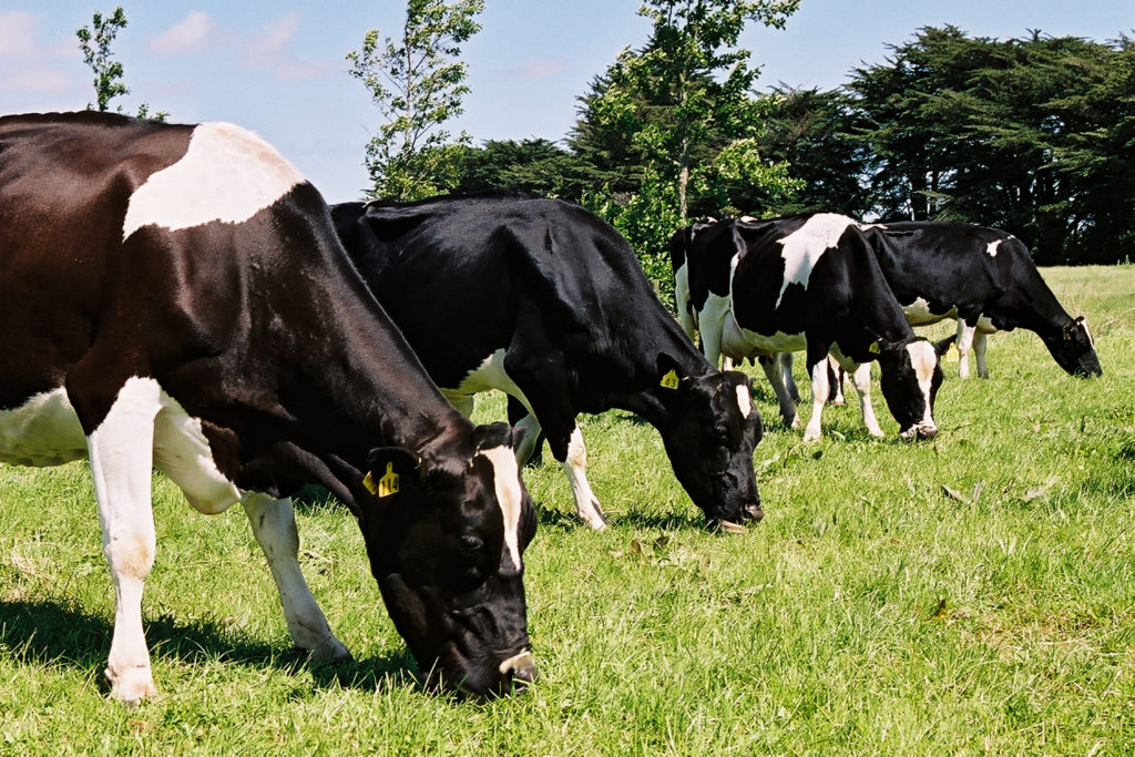 LIC_dairy_cows grazing