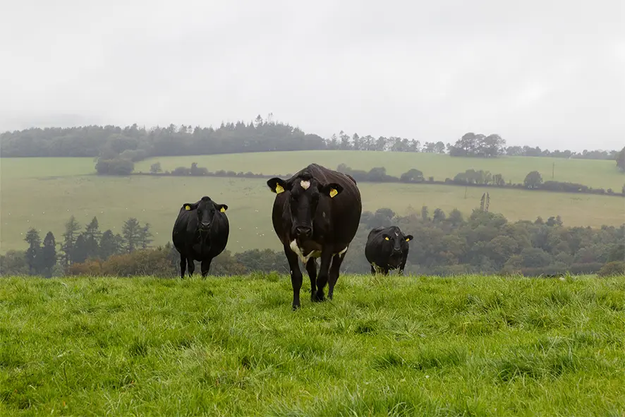 LIC_UK_cows_grass