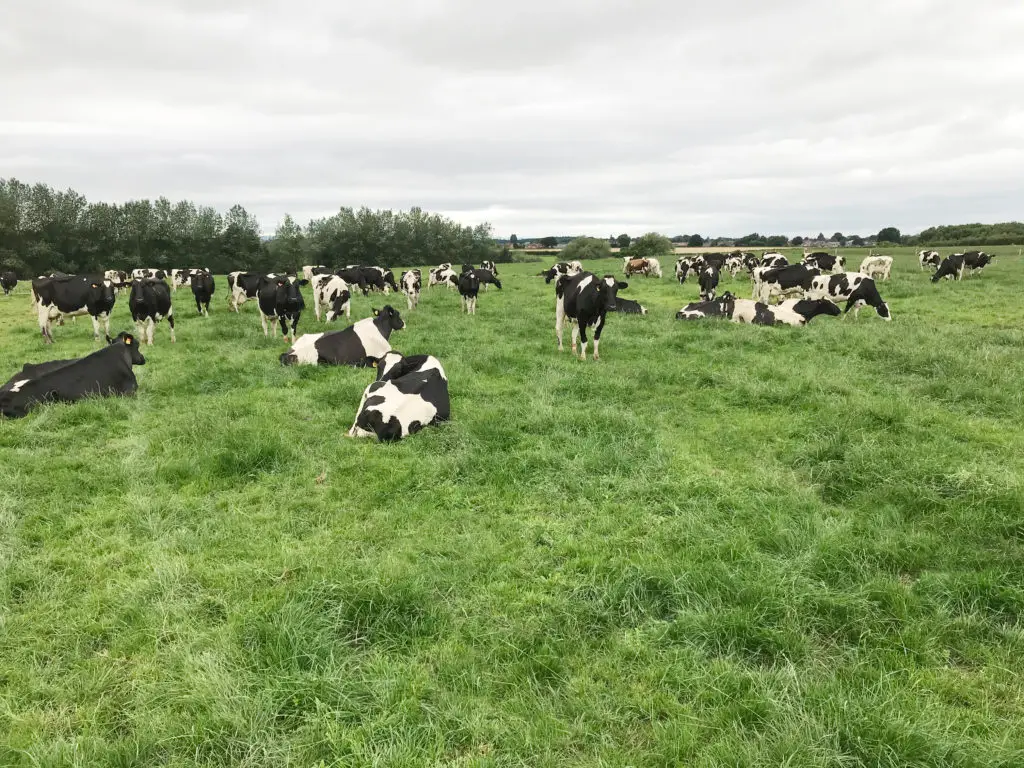 Walford_College_Monitor_farm_UK_cows
