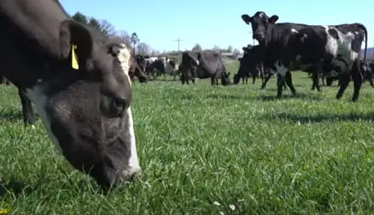 Pitt Käch Organic Farm, Switzerland