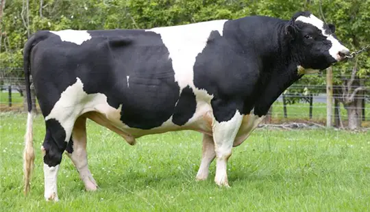 LIC San Ray Beamer bull