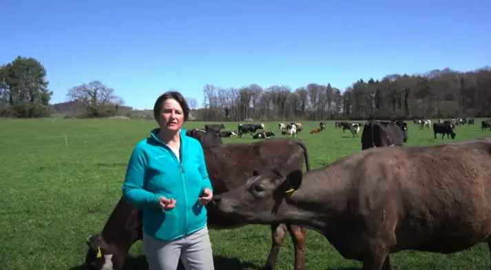 Susanne Kach switzerland KiwiCross cows