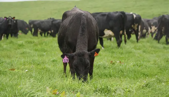 Dairy Cows Grazing Winter
