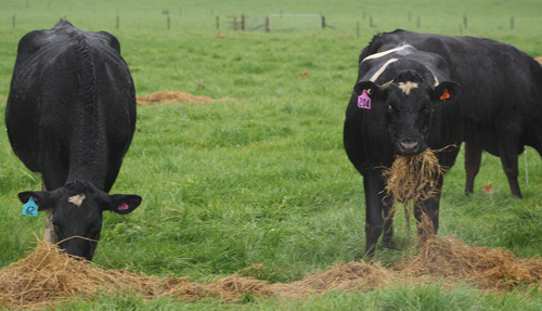 Dairy cows grazing