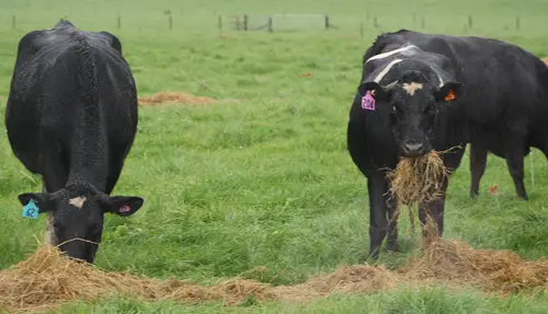 Dairy cows grazing