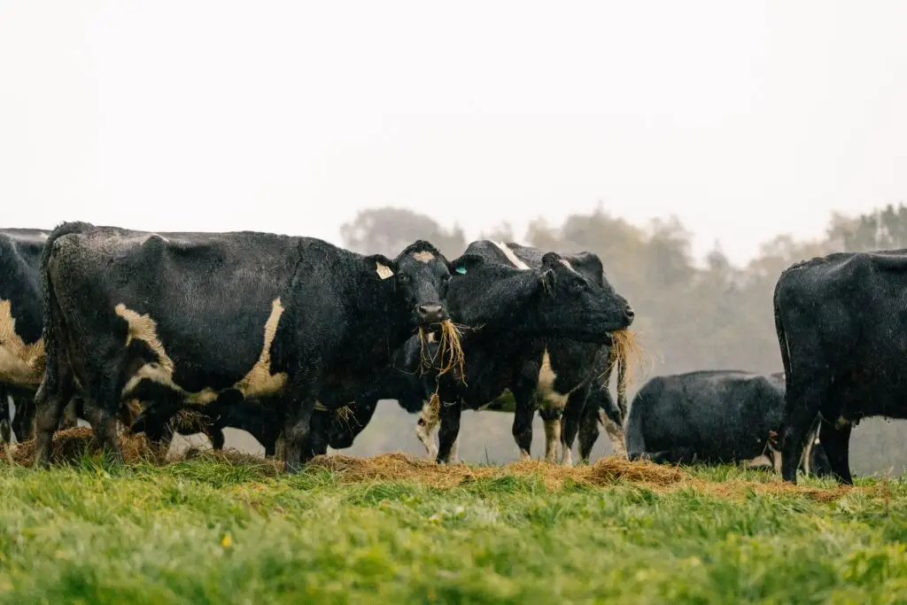 Die Grünlandbewirtschaftungsstrategien von LIC Pasture to Profit könnten Ihnen beim Aufbau eines widerstandsfähigen Milchviehbetriebes helfen