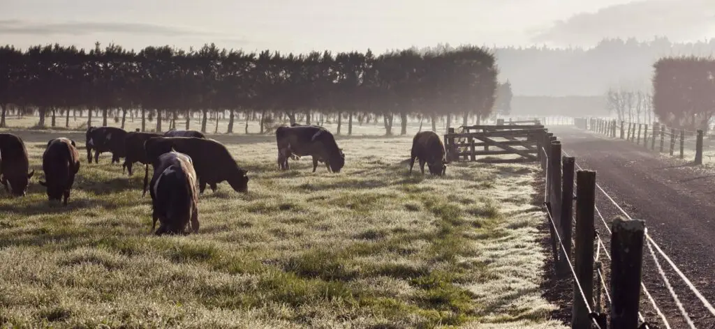LIC pasture-fed bulls in a paddock