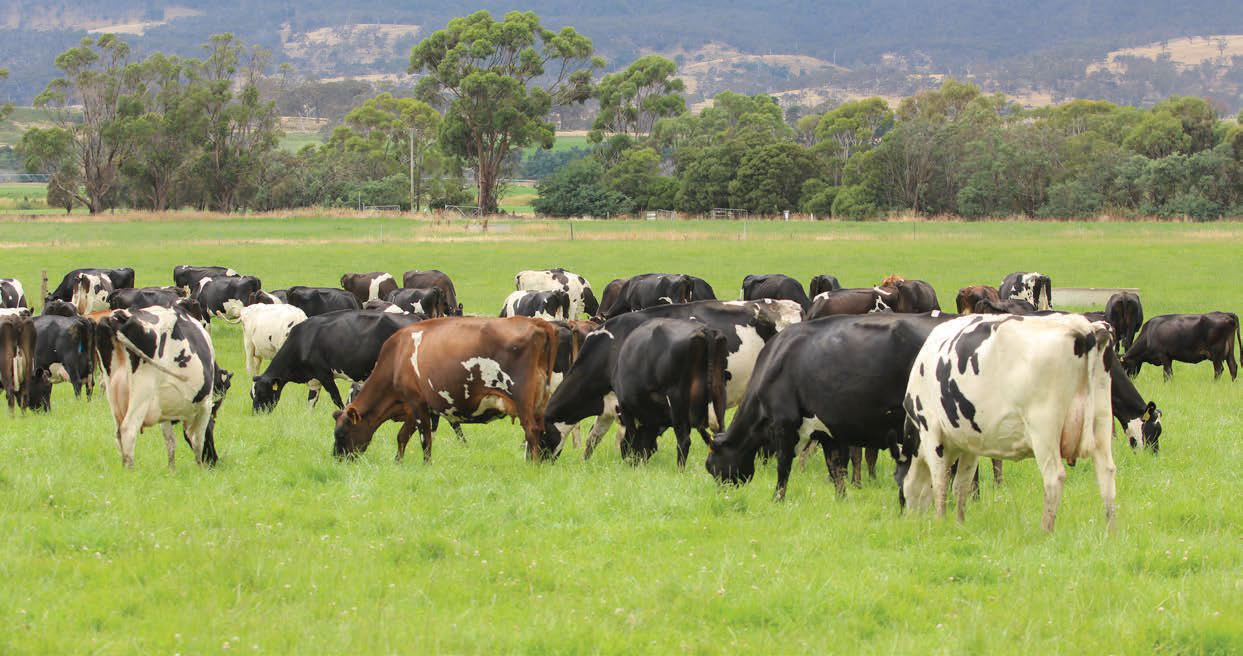 L'indice HoofPrint® réduit l'impact environnemental en Tasmanie, Australie