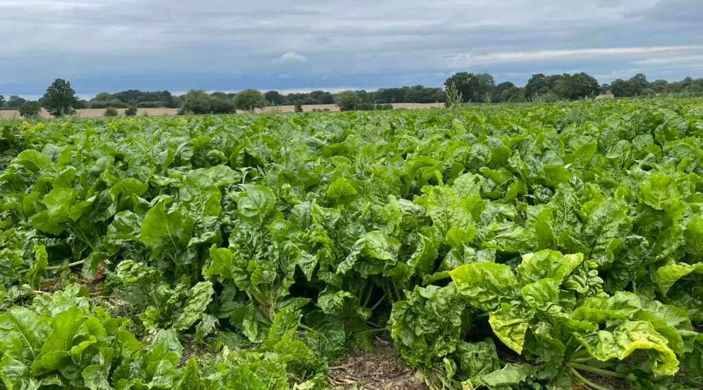 Fodder beet for supplement feeding at Walford College dairy farm