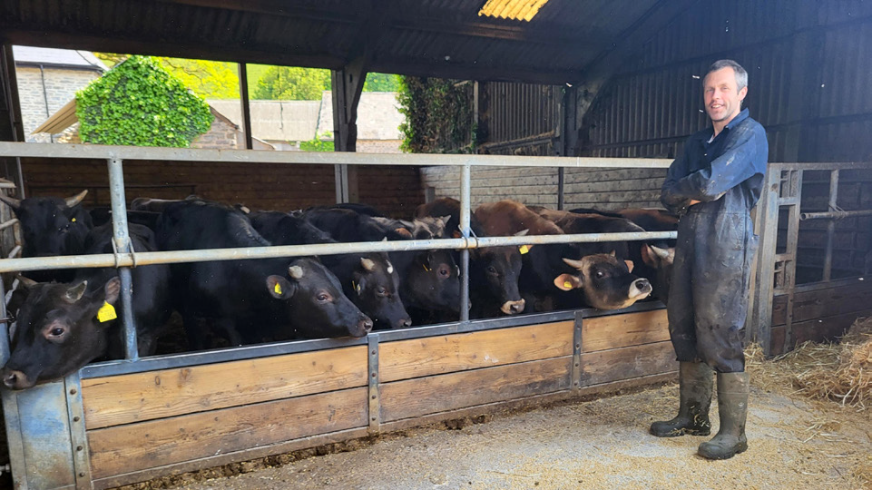 Neil Weston with some of the veal calves