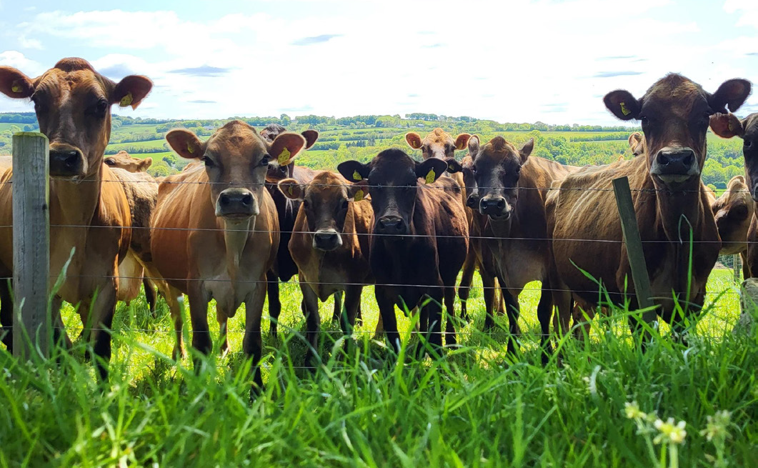 Some of the LIC-bred Jersey herd at Kersdown Barton