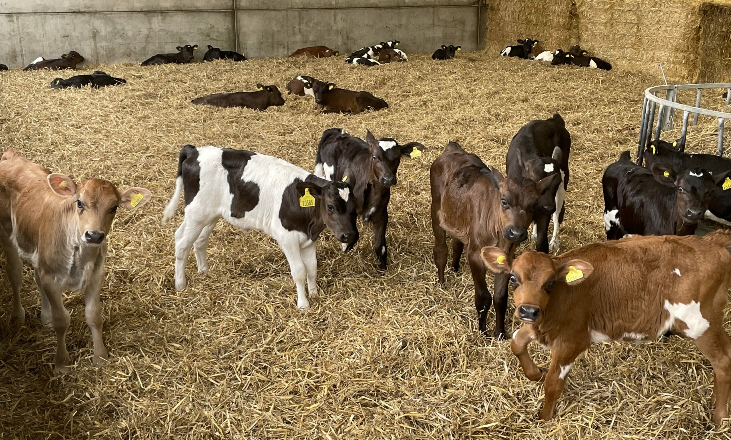 Calving season at Walford College Farm