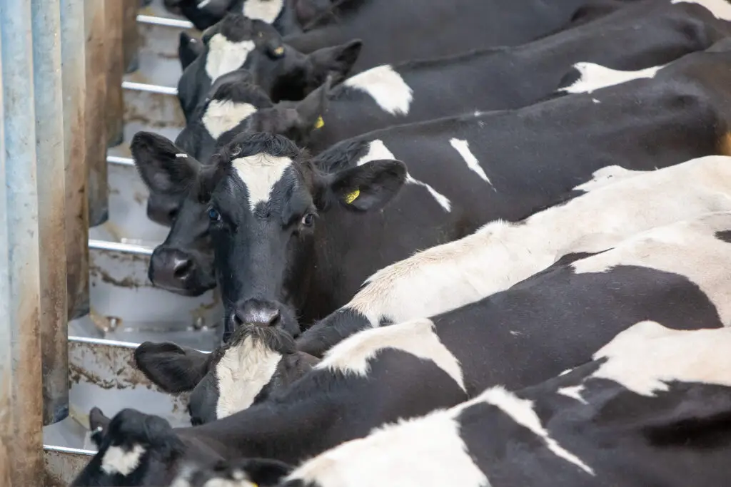 Sean Chubb, Berater von Pasture to Profit, spricht über Herbstmanagement