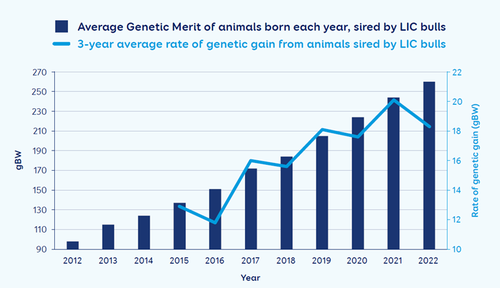 Long-term users of LIC bulls for artificial breeding are achieving 18gBW per annum, well above the industry average of 10BW