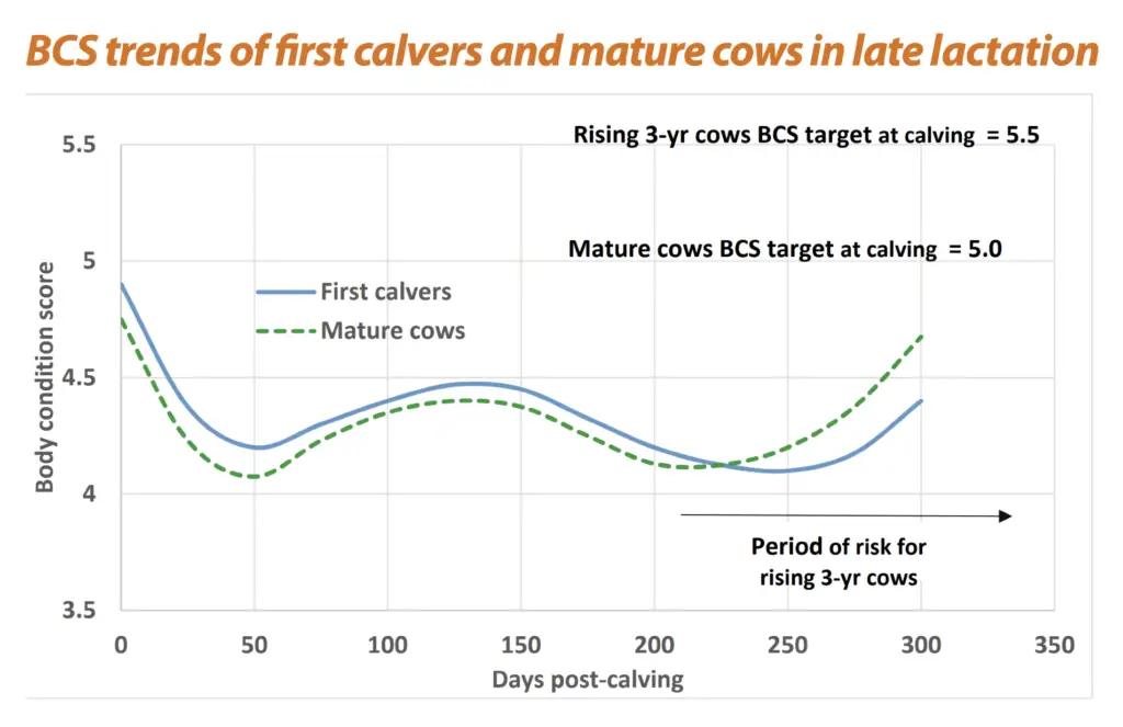 Body Condition Score trends_DairyNZ Incalf book 2018