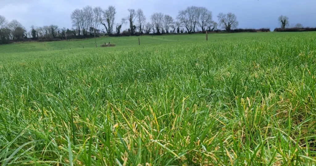 LIC's Pasture to Profit farm consultants give a winter farm update