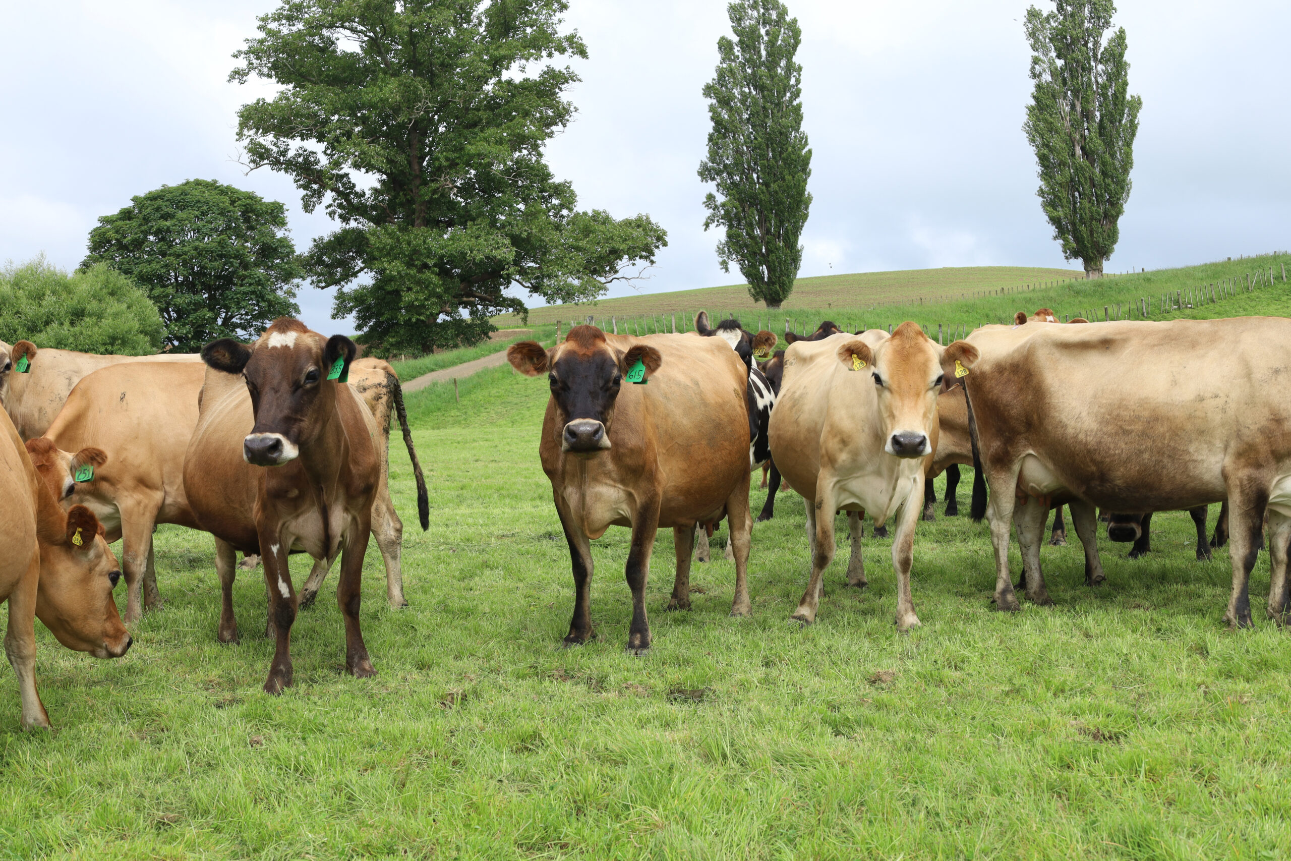 Jersey cows have a low average liveweight, but are very efficient at converting forage into milk
