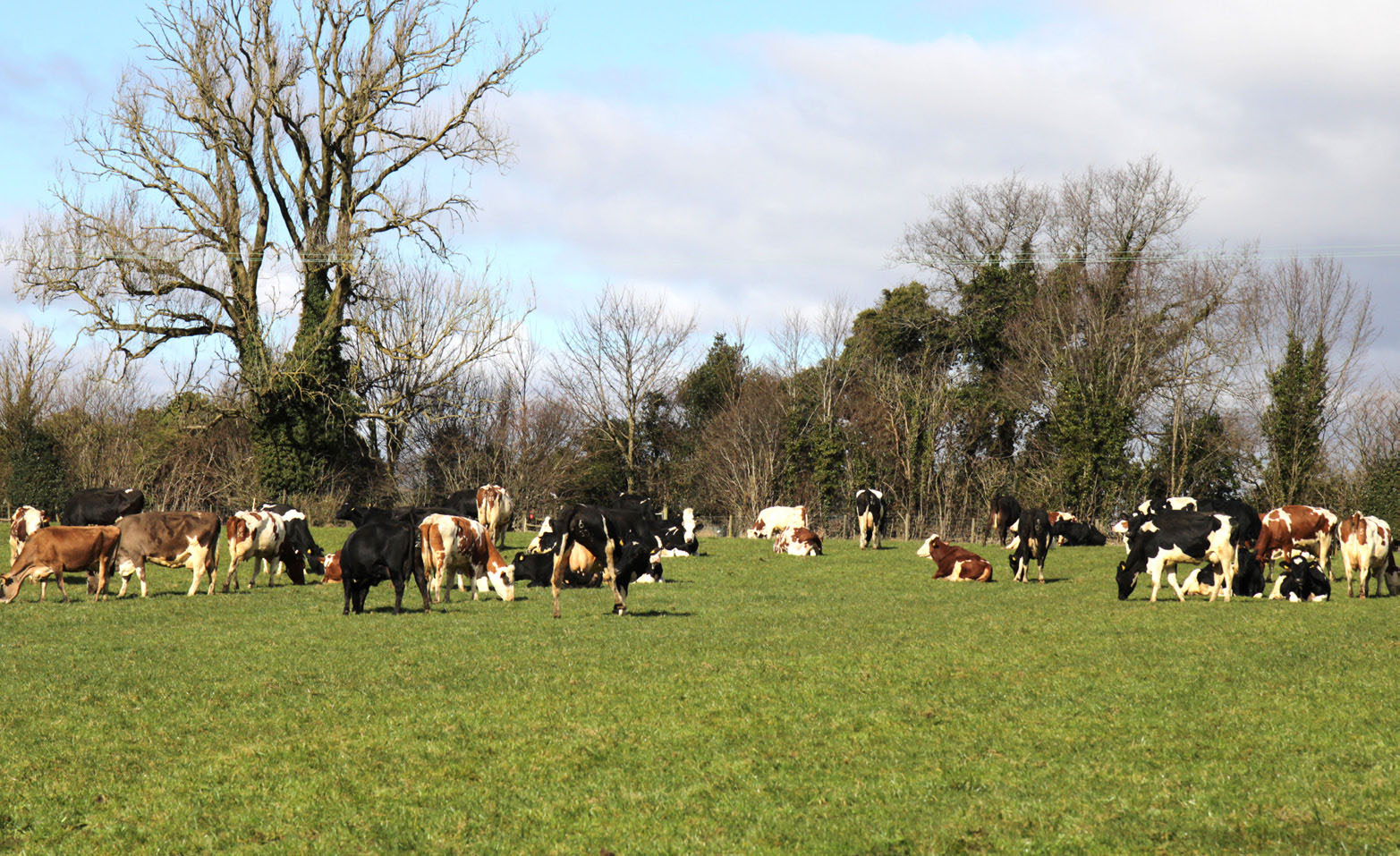 joining LIC’s Pasture to Profit dairy discussion group that truly accelerated their transformation to an autumn block-calving system