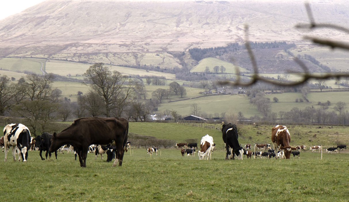 The most valuable aspect of their journey has been the ongoing peer learning through their Pasture to Profit dairy discussion group