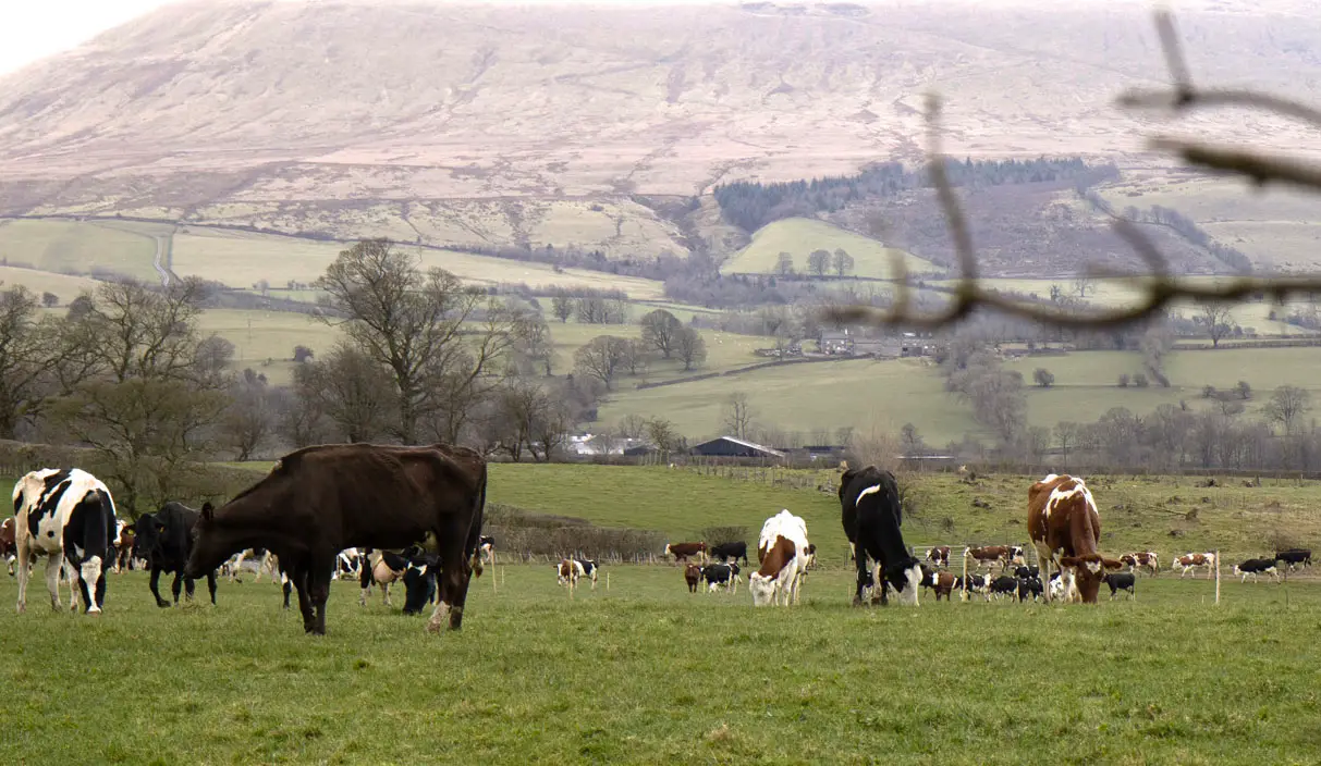 The most valuable aspect of their journey has been the ongoing peer learning through their Pasture to Profit dairy discussion group