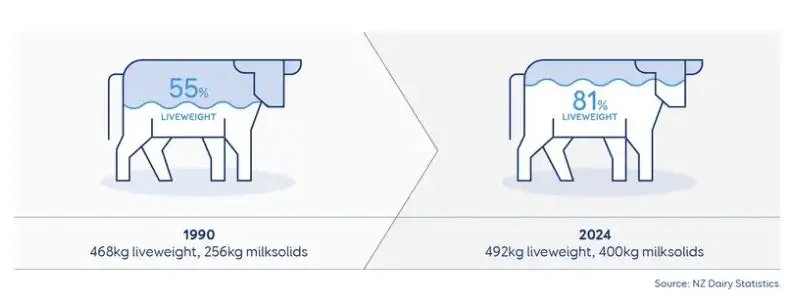 The cow of the early 1990’s produced 55% of its own liveweight in milksolids, whereas a cow of recent years produces about 81% of its own liveweight in milksolids.