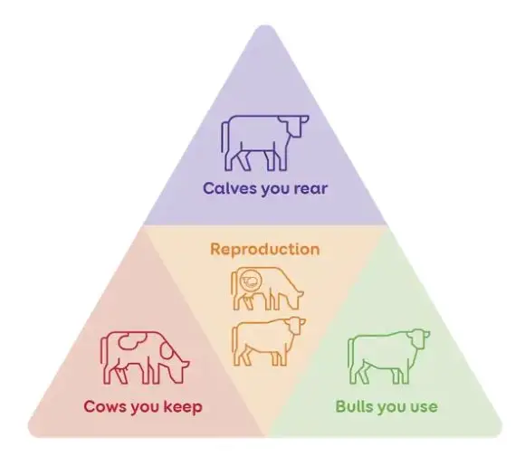 LIC herd Improvement pillars