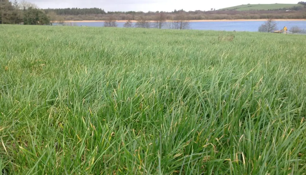 Pasture to Profit Dec - Above-average autumn growth has resulted in higher pasture covers than usual