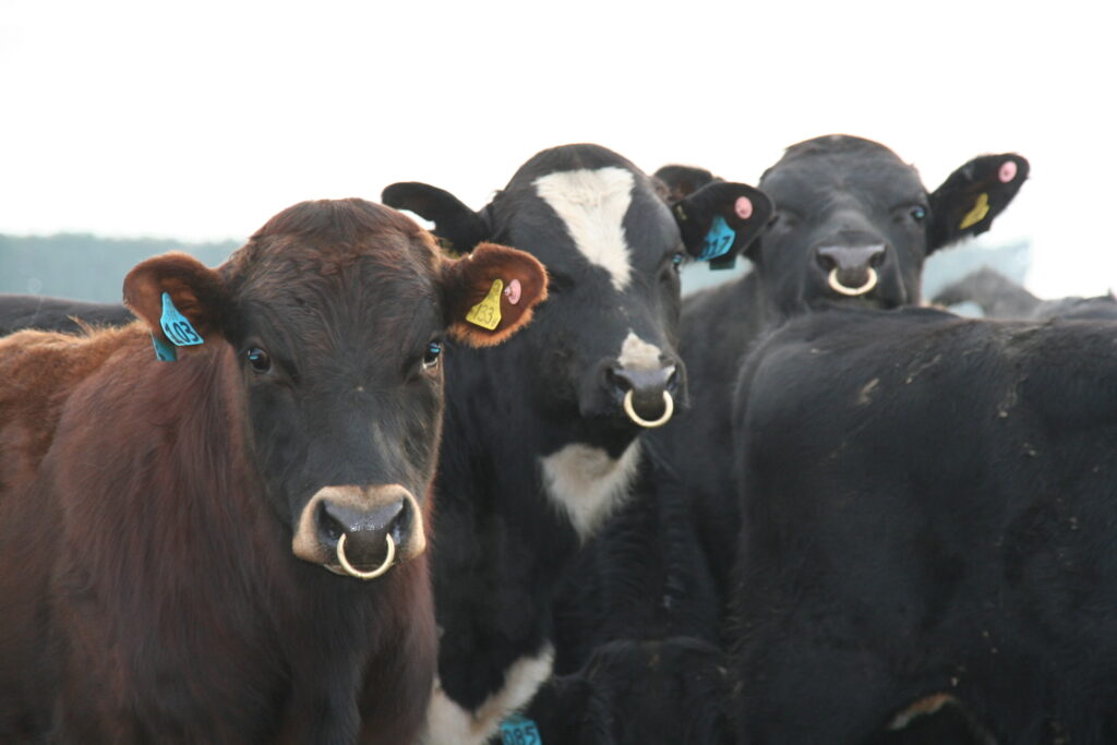 Breeding high performance dairy cows.