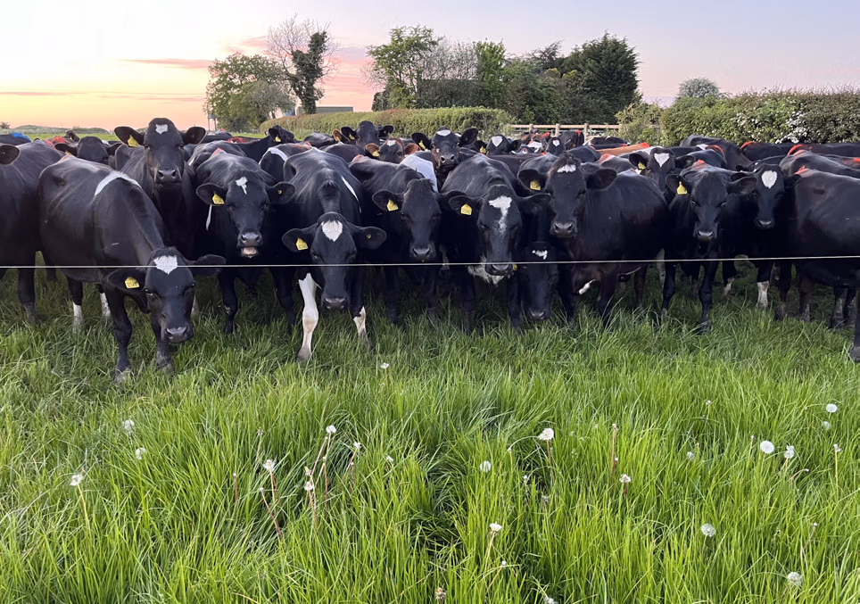 Growing youngstock successfully and placing close attention to the rearing process is critical for ensuring high levels of performance