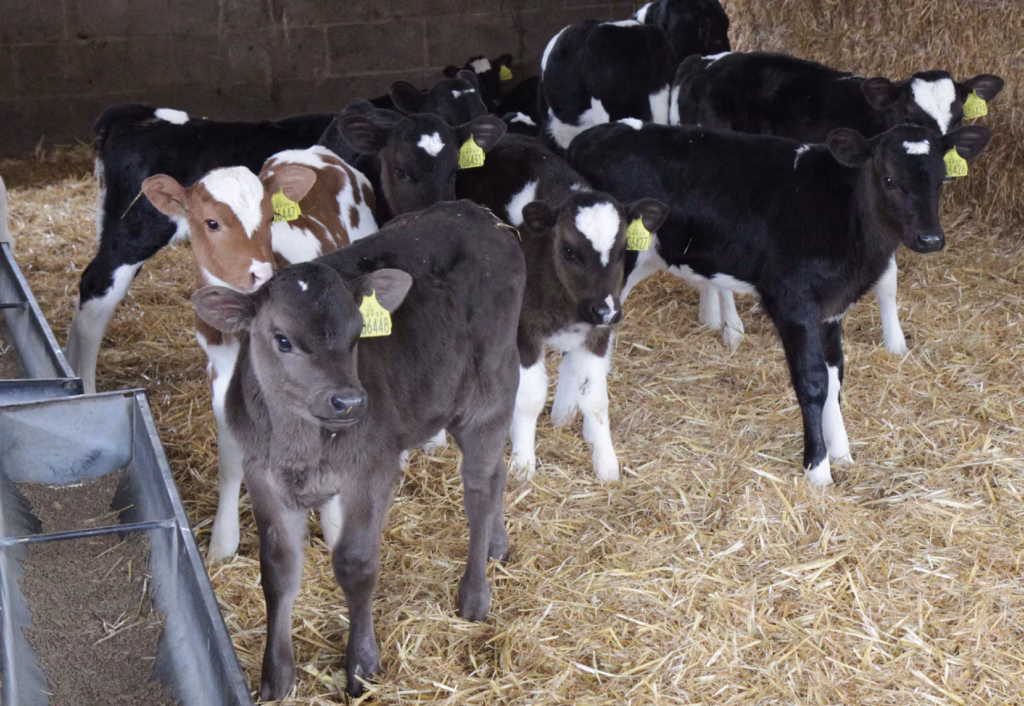 The birth to weaning stage is potentially the most critical stage in a youngstock’s life