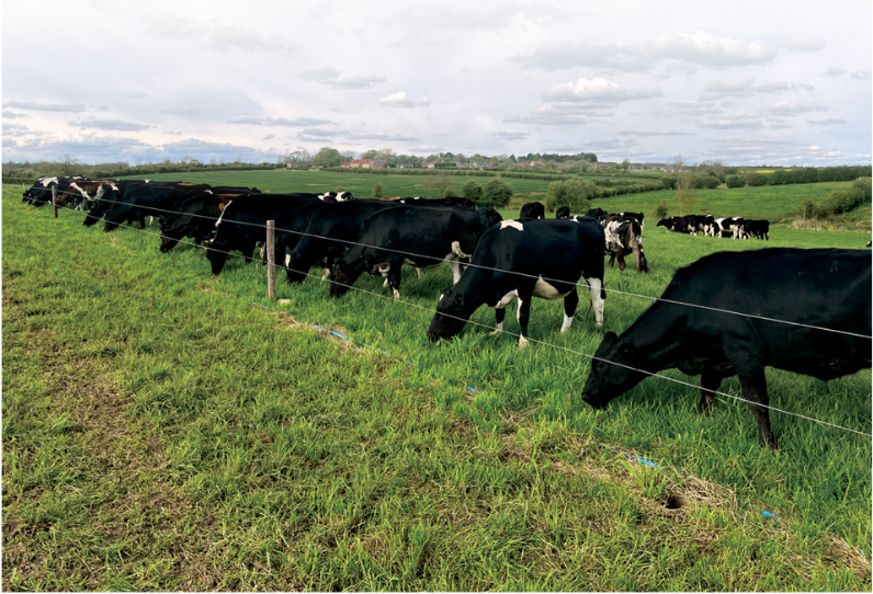 Kieran & Gaynor Wellwood herd built with LIC genetics