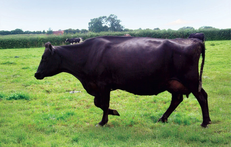 Kieran & Gaynor bred the top 10% of their herd to top LIC bulls to increase herd value
