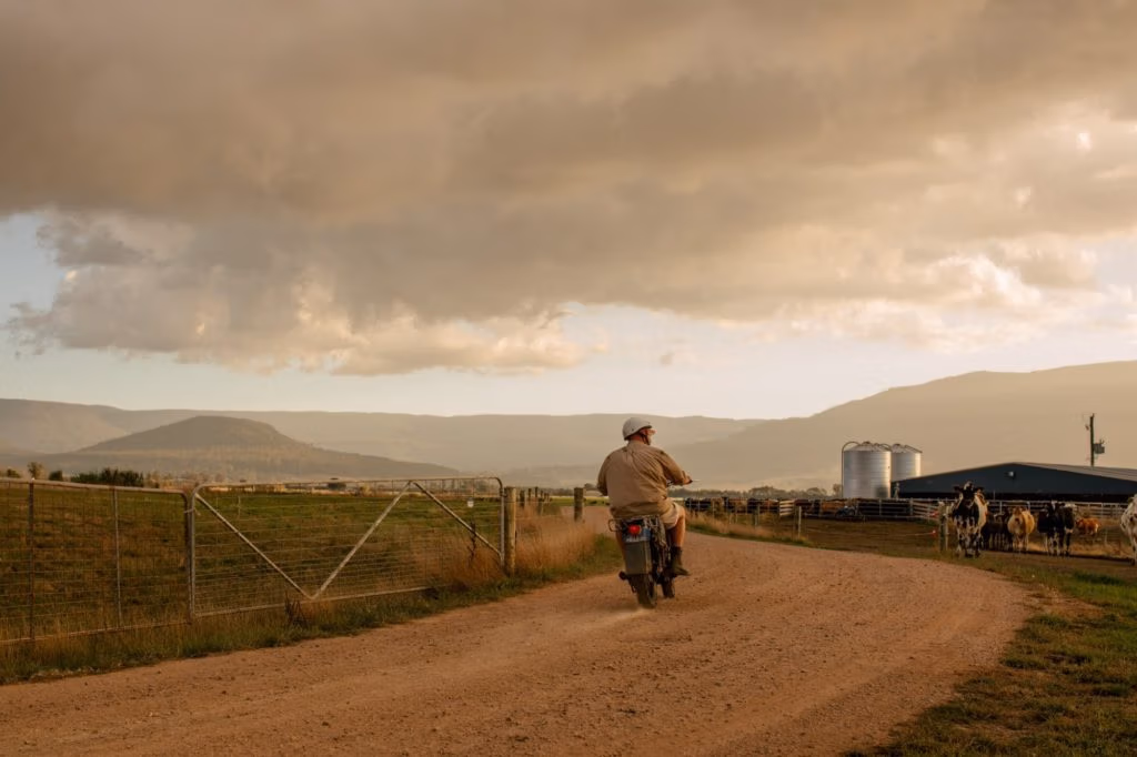 Dairy farmer heading to milking on a motor bike